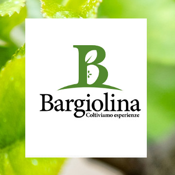bargiolina
